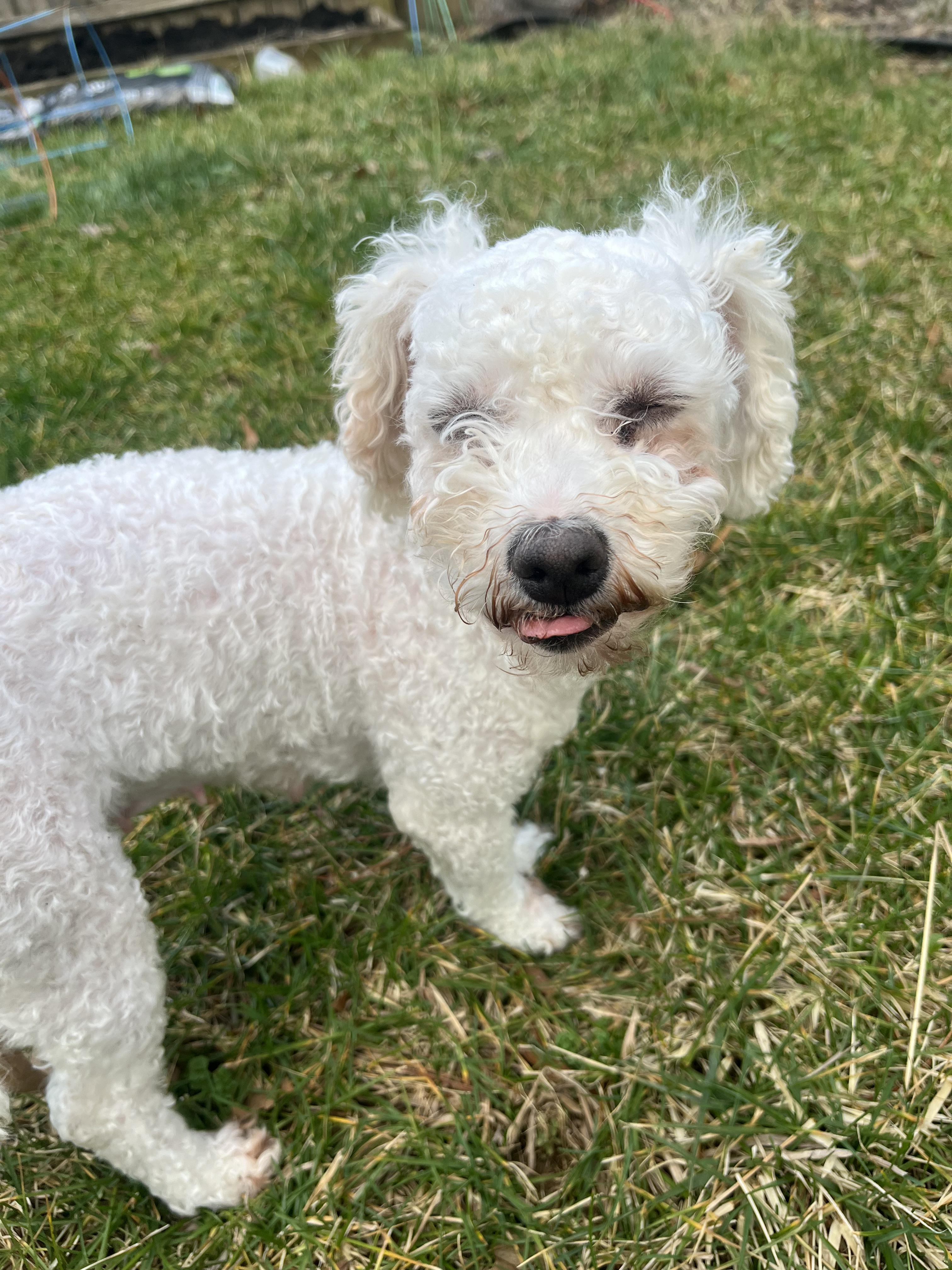 Rosey , an adopted Poodle in Lexington, KY image 3/3