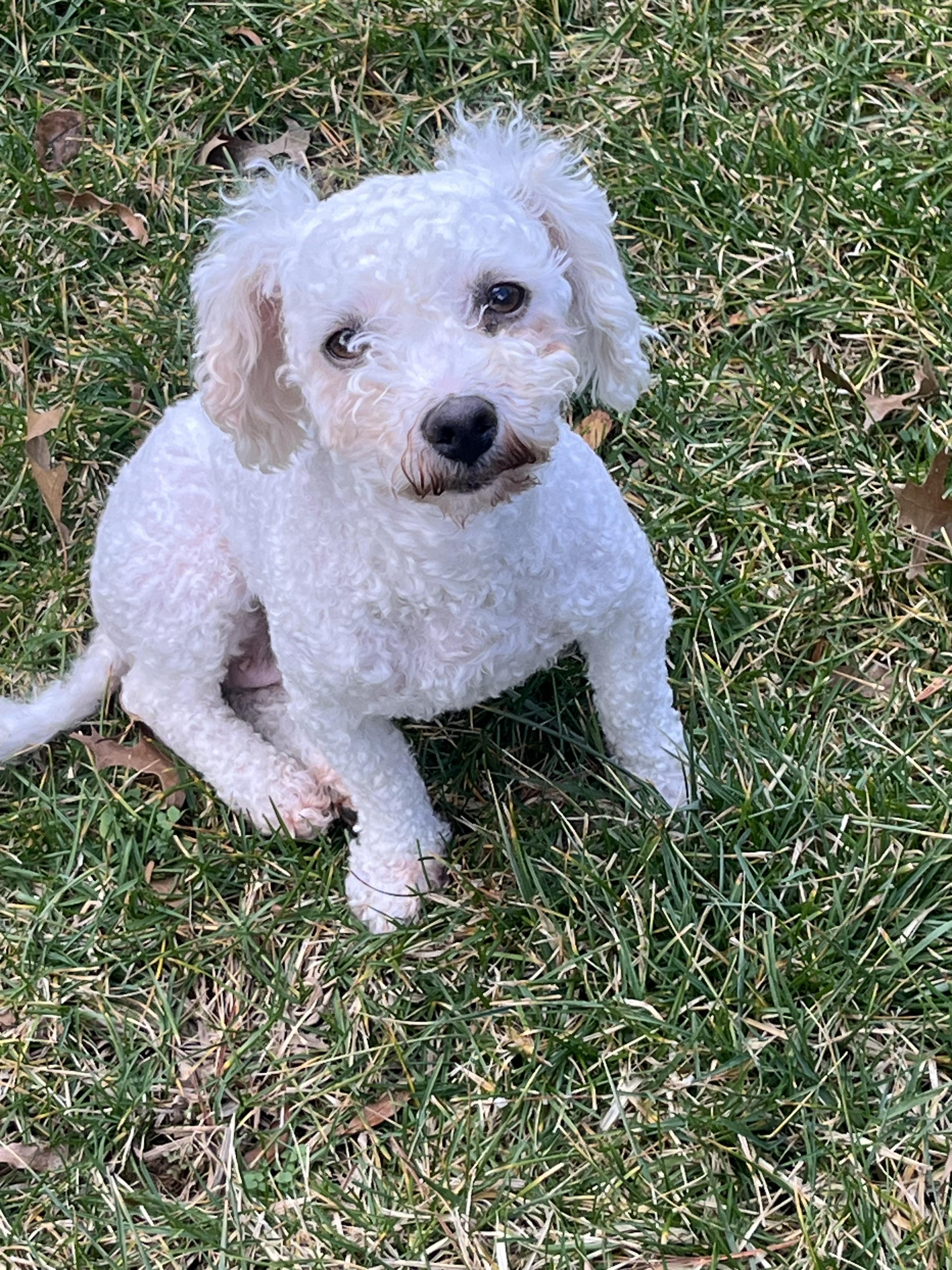 Rosey , an adopted Poodle in Lexington, KY image 1/3