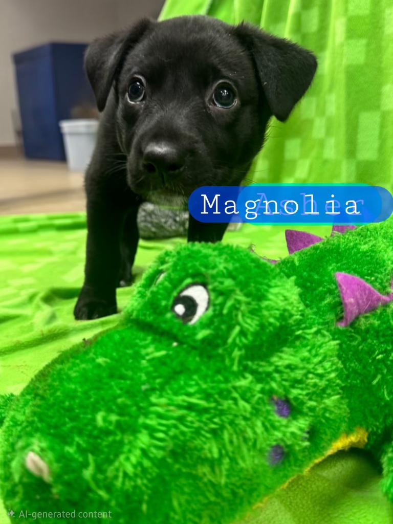 MAGNOLIA --Cell Dog, a Adoptable mixed breed in Ashland, OH image 3/4