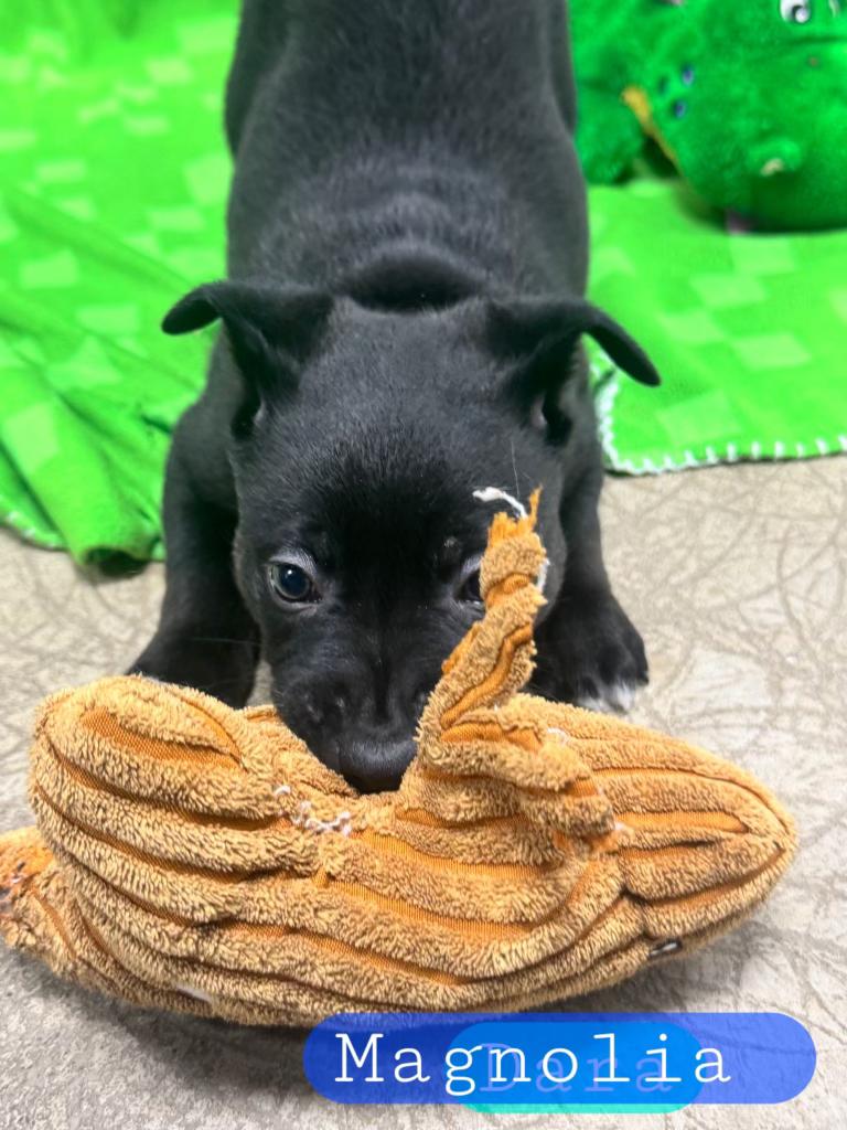 MAGNOLIA --Cell Dog, a Adoptable mixed breed in Ashland, OH image 2/4