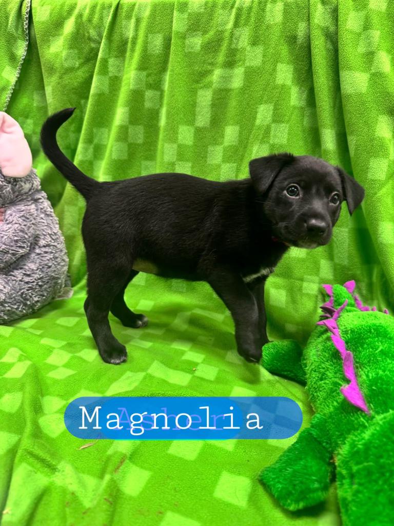 MAGNOLIA --Cell Dog, Adoptable, Puppy Female Australian Kelpie.