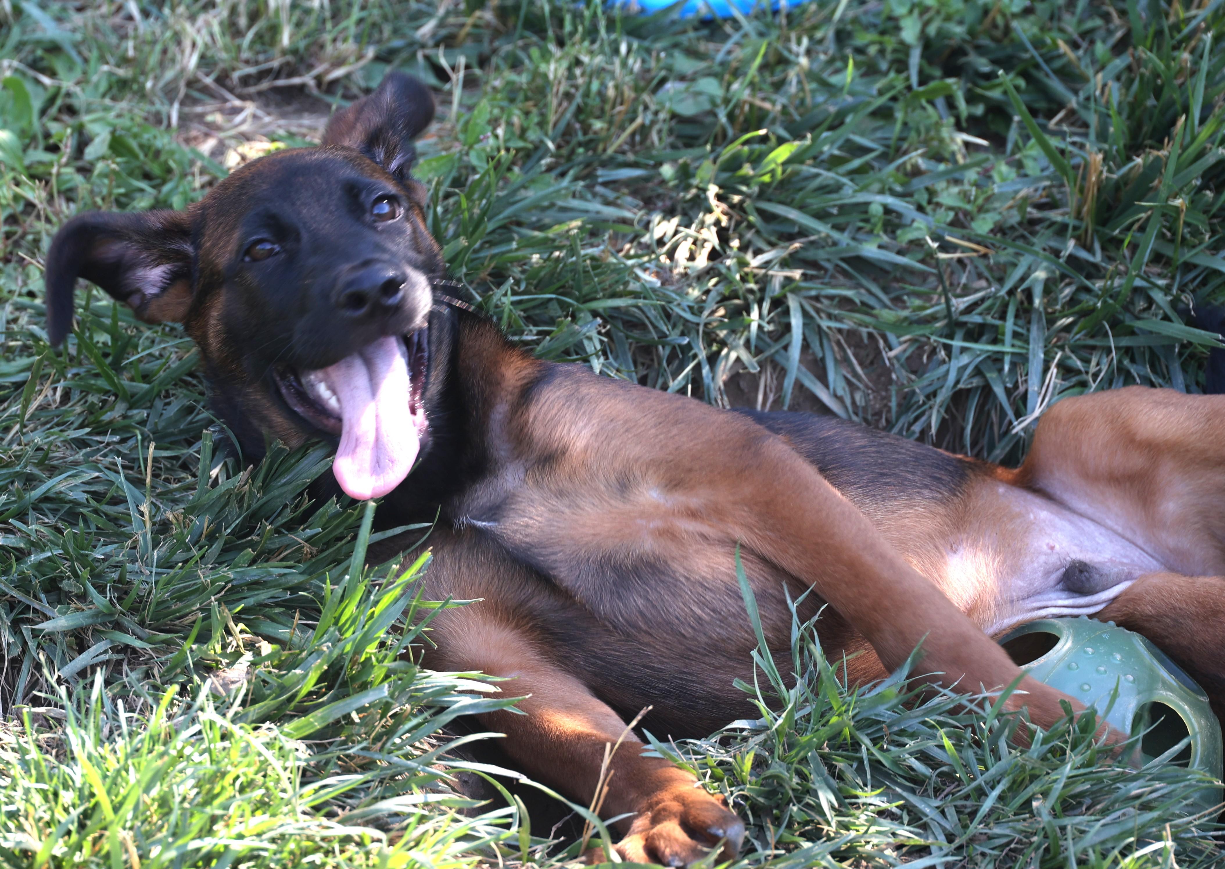 Enlarge Yankee-Pending, an adoptable mixed breed in Frederick, MD image 5/6
