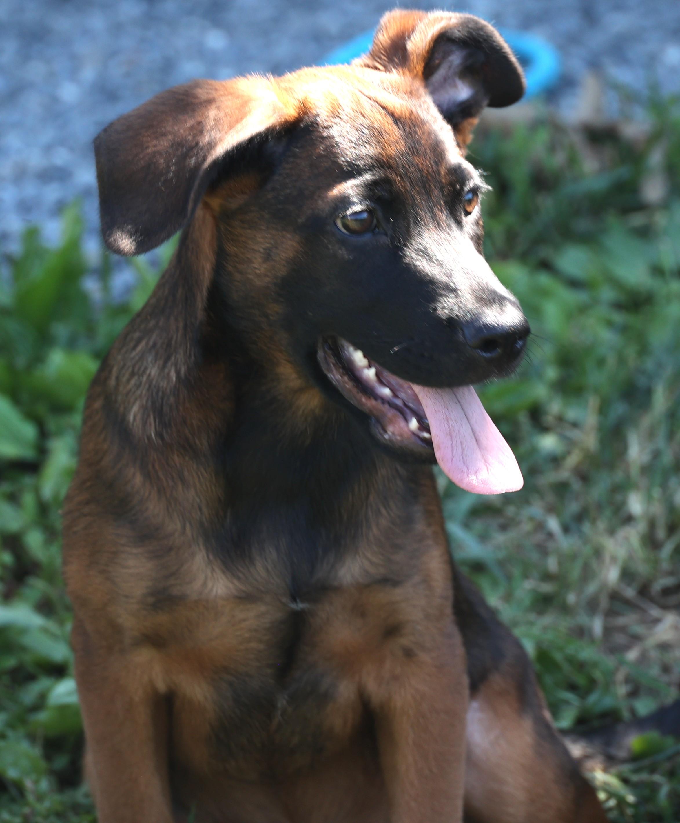 Enlarge Yankee-Pending, an adoptable mixed breed in Frederick, MD image 6/6