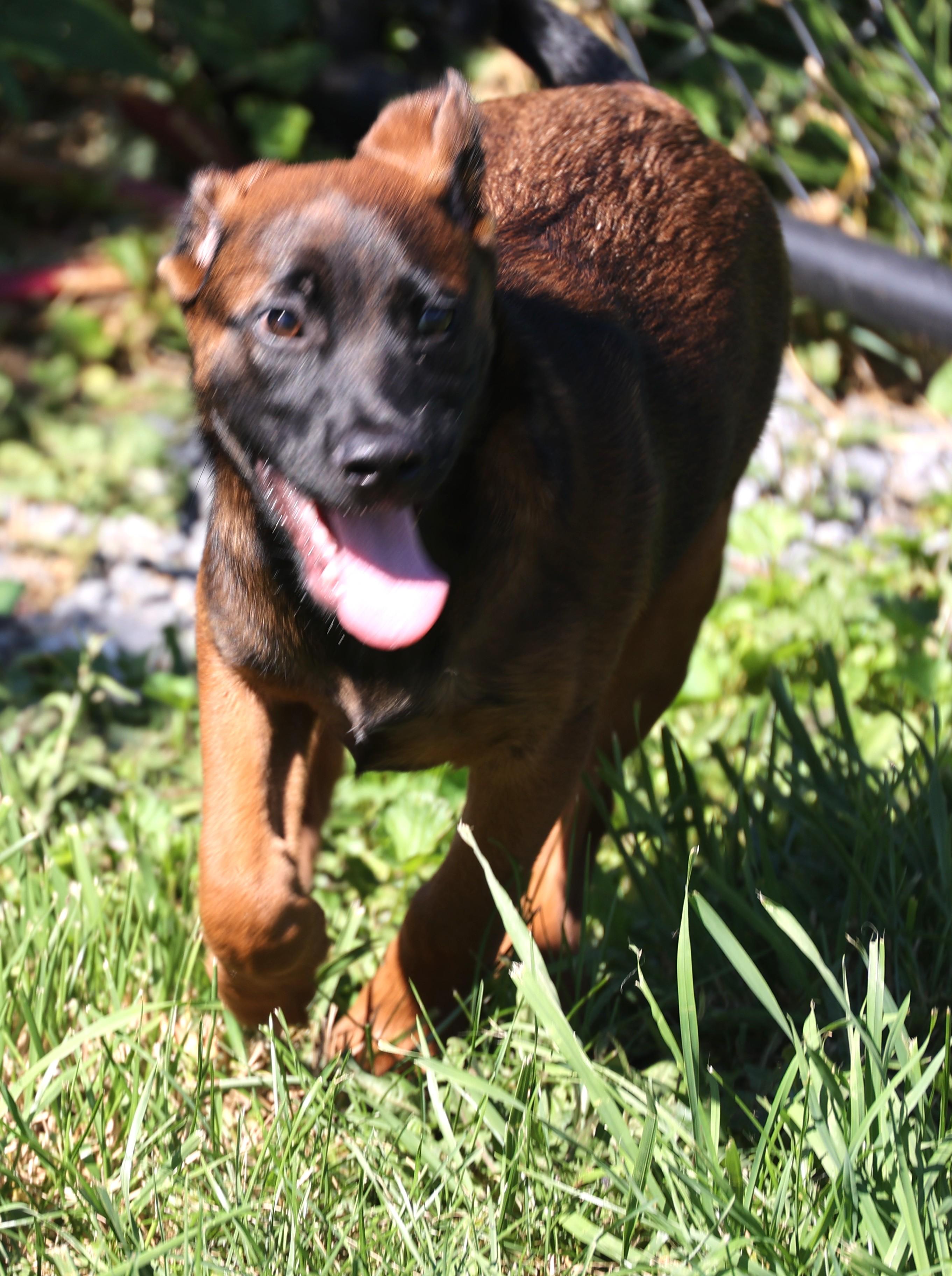 Enlarge Yankee-Pending, an adoptable mixed breed in Frederick, MD image 4/6