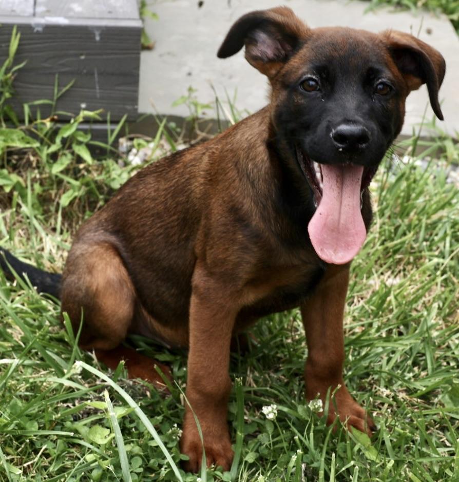 Enlarge Yankee-Pending, an adoptable mixed breed in Frederick, MD image 3/6