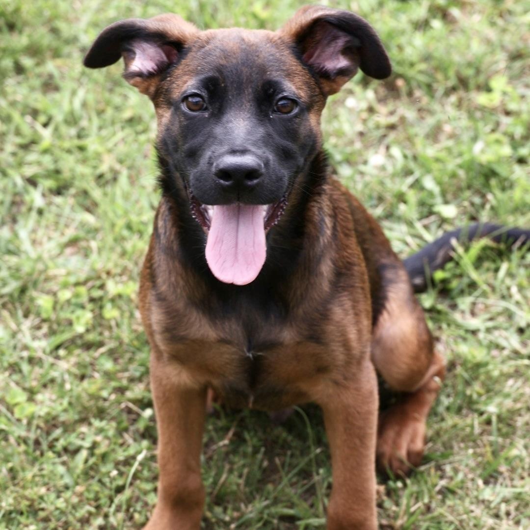 Yankee-Pending, adoptable, Puppy Male Shepherd.