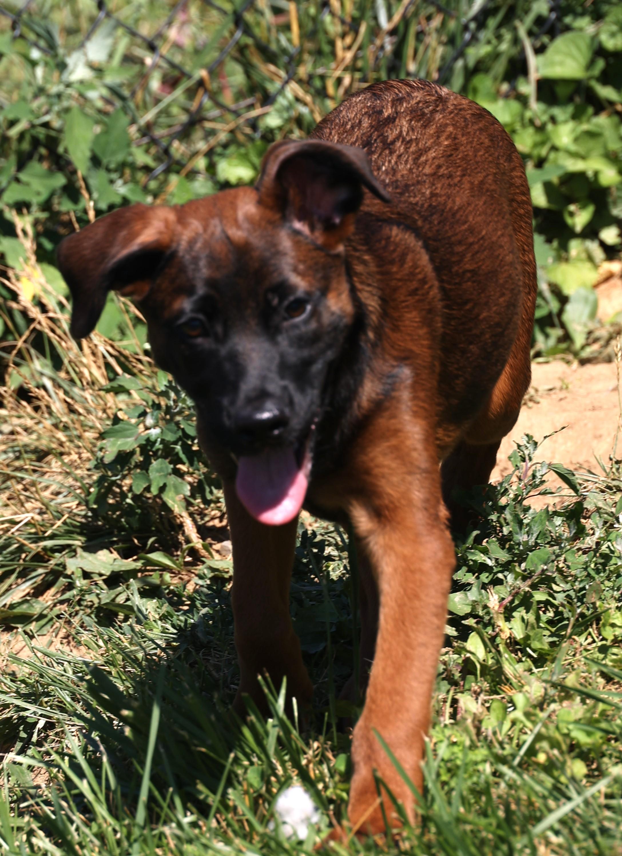 Enlarge Yankee-Pending, an adoptable mixed breed in Frederick, MD image 2/6