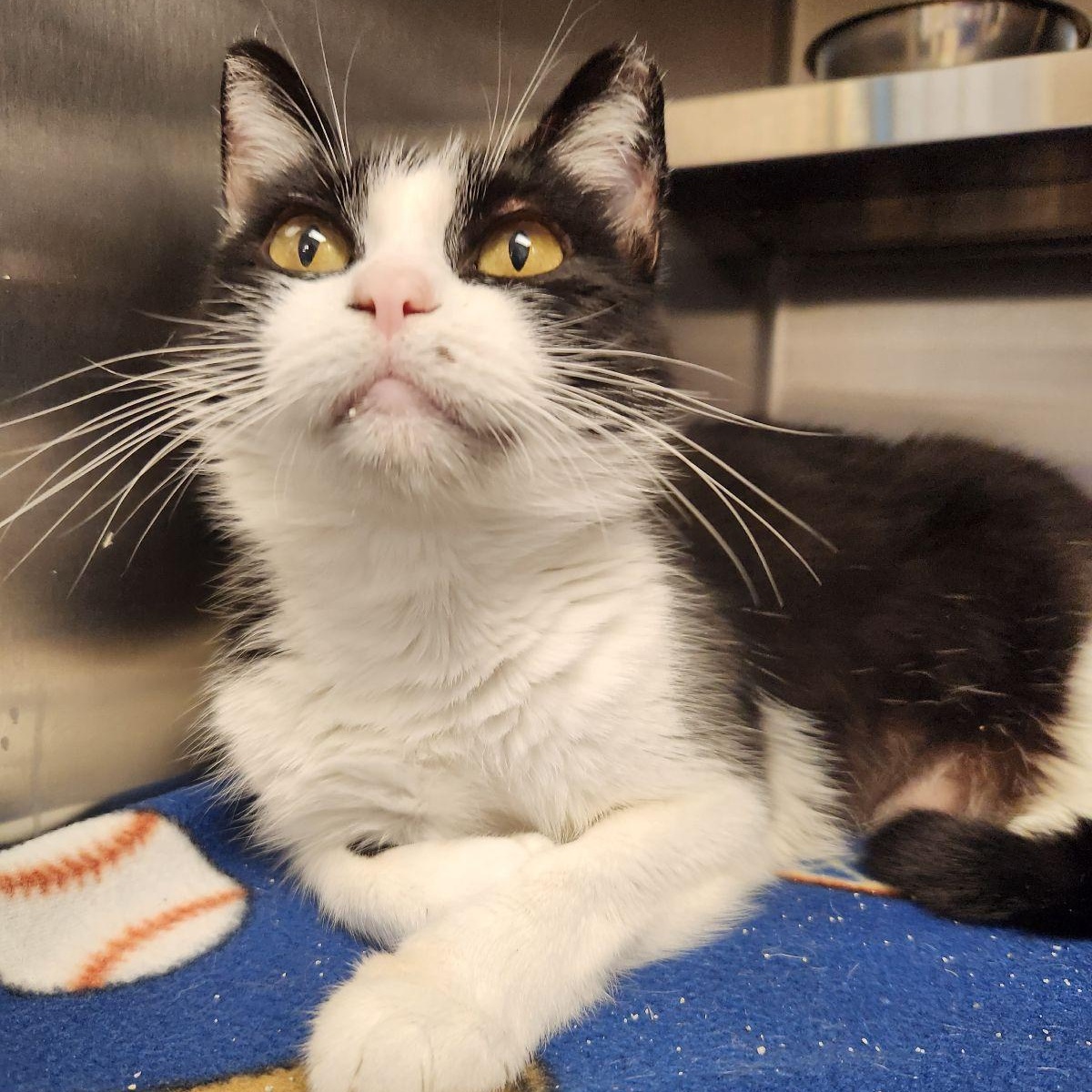 Daphne, Adoptable, Young Female Domestic Short Hair.