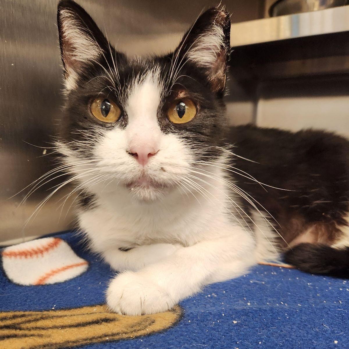Enlarge Daphne, a Adoptable Domestic Short Hair in Liberty, MO image 2/2