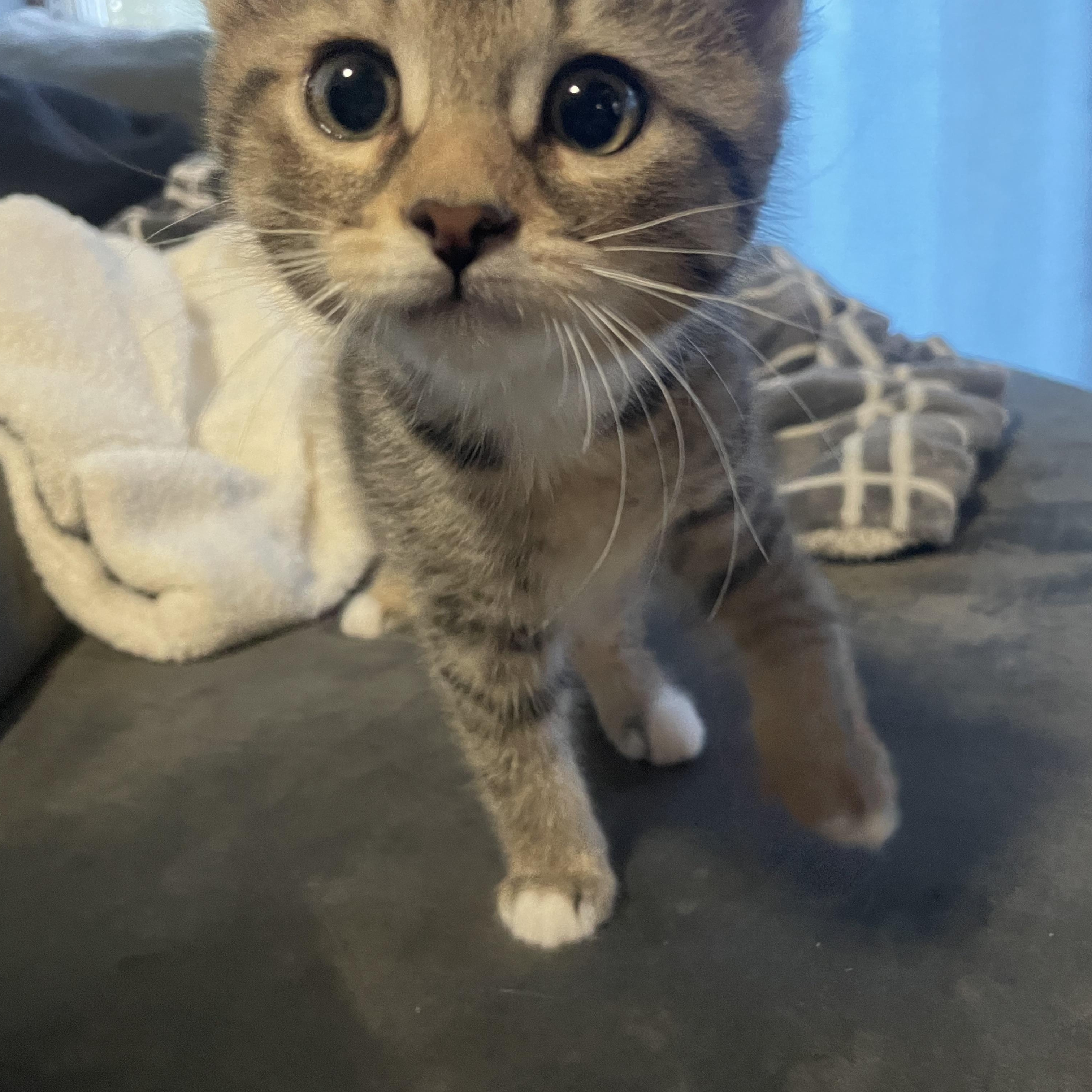 Enlarge Peach, a Adoptable Domestic Short Hair in Douglas, MA image 1/4