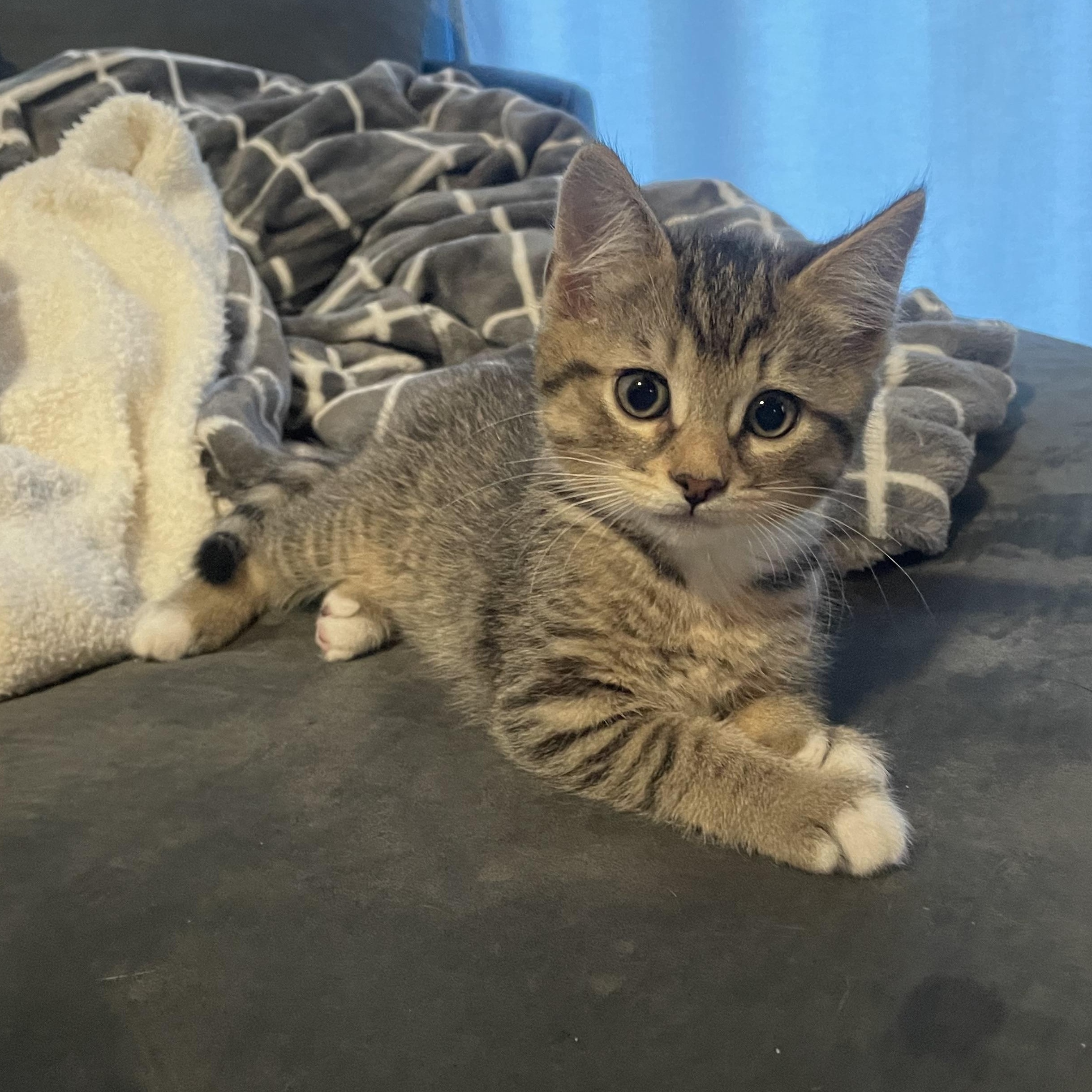 Enlarge Peach, a Adoptable Domestic Short Hair in Douglas, MA image 3/4