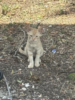 Peanut, Adoptable, Kitten Male Domestic Short Hair & Domestic Short Hair.