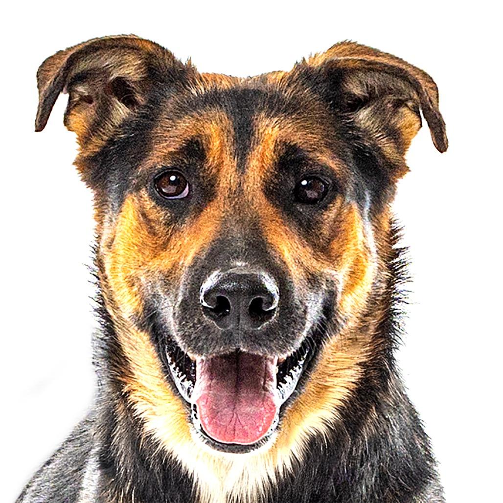 Dini, Adoptable, Adult Male Shepherd & Mixed Breed.