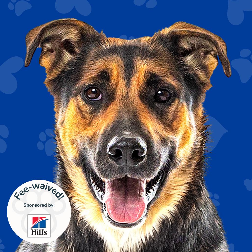 Enlarge Dini, a Adoptable mixed breed in Reno, NV image 2/6