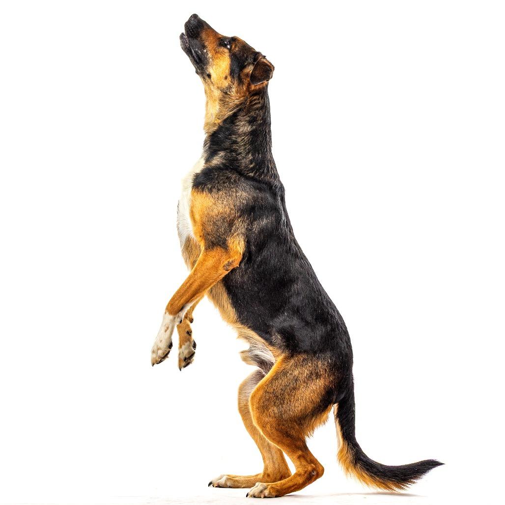 Enlarge Dini, a Adoptable mixed breed in Reno, NV image 3/6