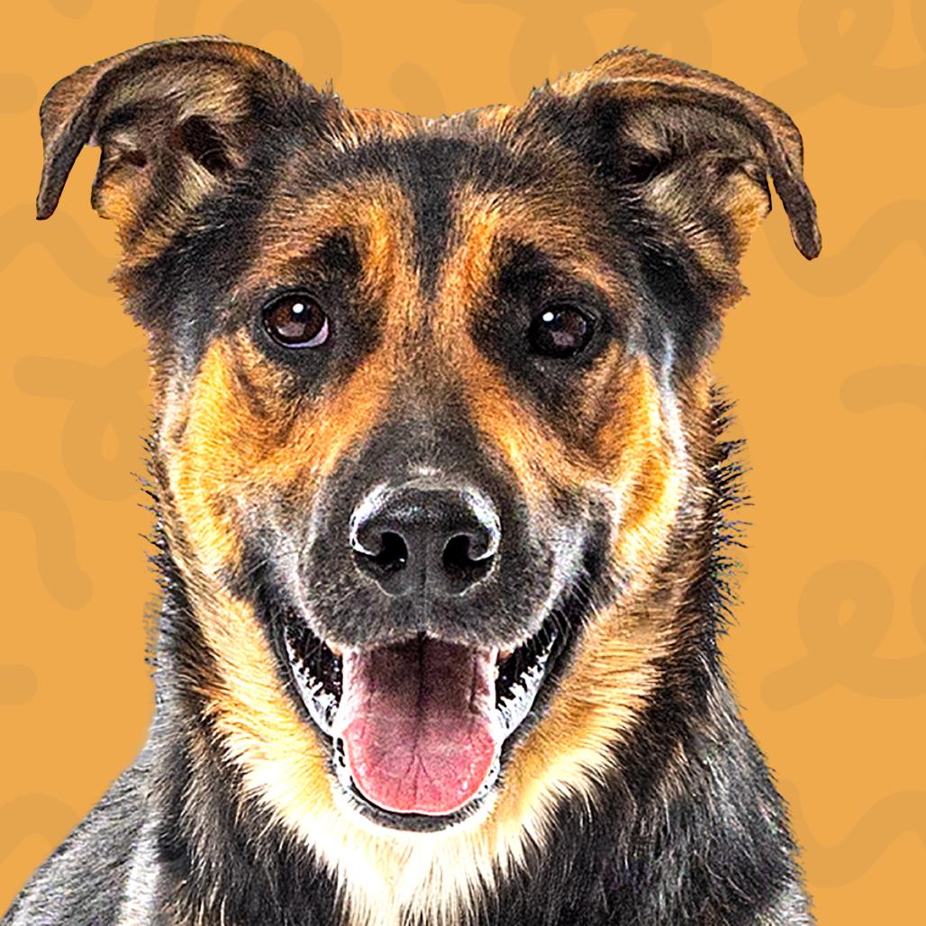 Enlarge Dini, a Adoptable mixed breed in Reno, NV image 5/6