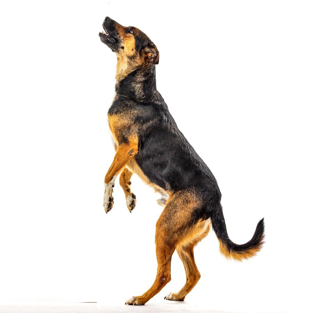 Enlarge Dini, a Adoptable mixed breed in Reno, NV image 6/6