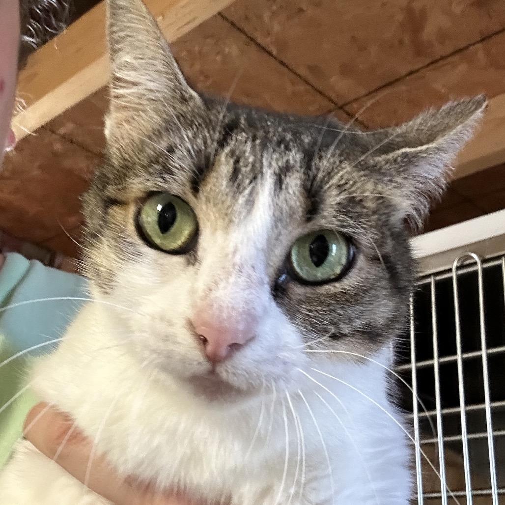 Enlarge Flamingo, a Adoptable Domestic Short Hair in mount vernon, AR image 1/1