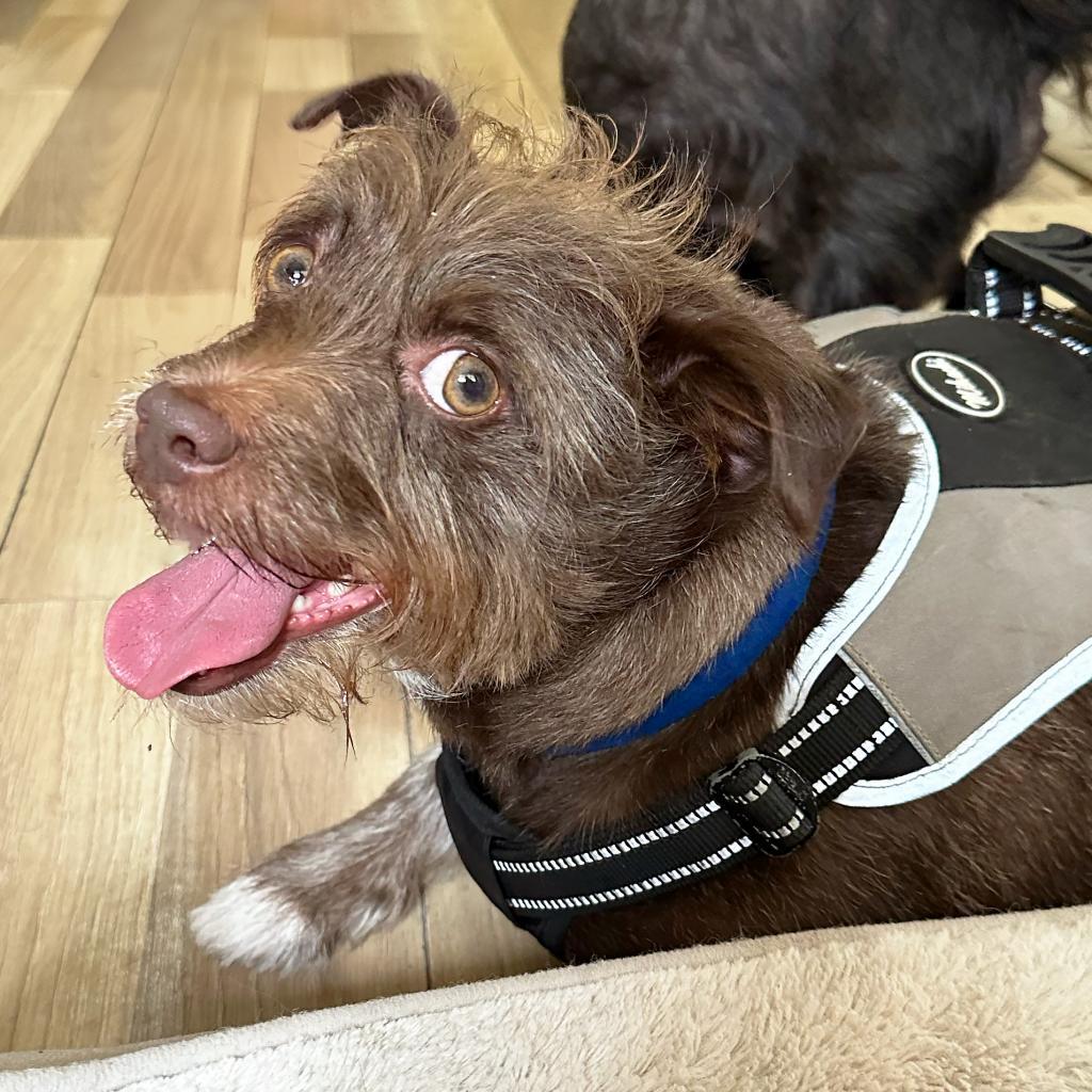 Remington, Adoptable, Adult Male Terrier & Mixed Breed.