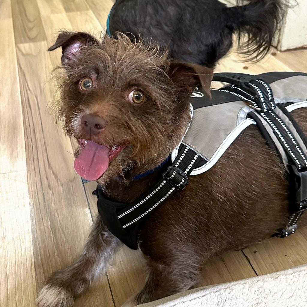 Enlarge Remington, a Adoptable mixed breed in New Orleans, LA image 2/5