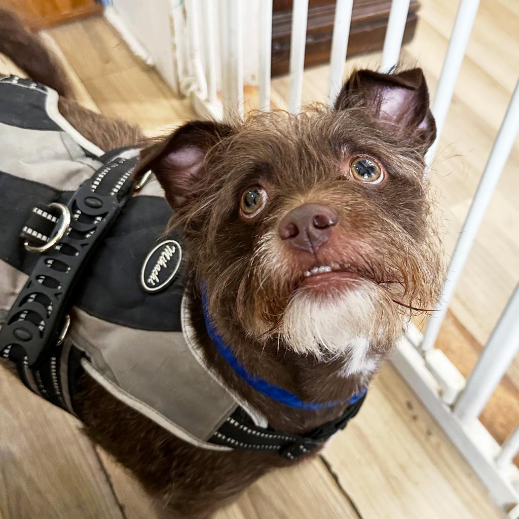 Enlarge Remington, a Adoptable mixed breed in New Orleans, LA image 3/5