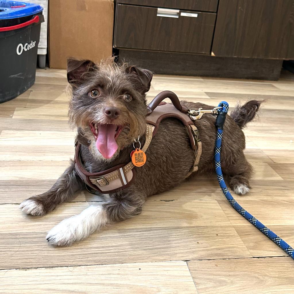 Enlarge Remington, a Adoptable mixed breed in New Orleans, LA image 4/5