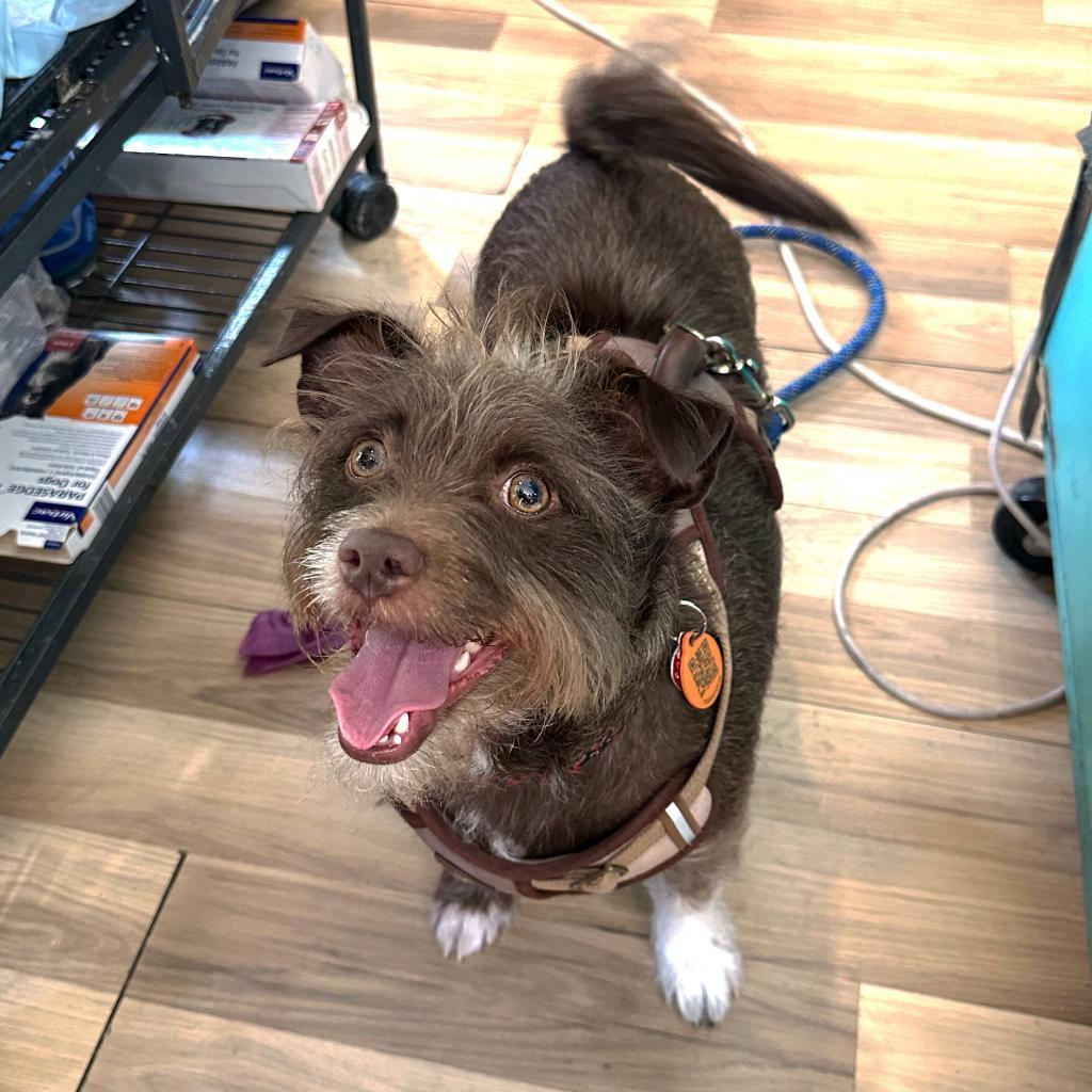 Enlarge Remington, a Adoptable mixed breed in New Orleans, LA image 5/5