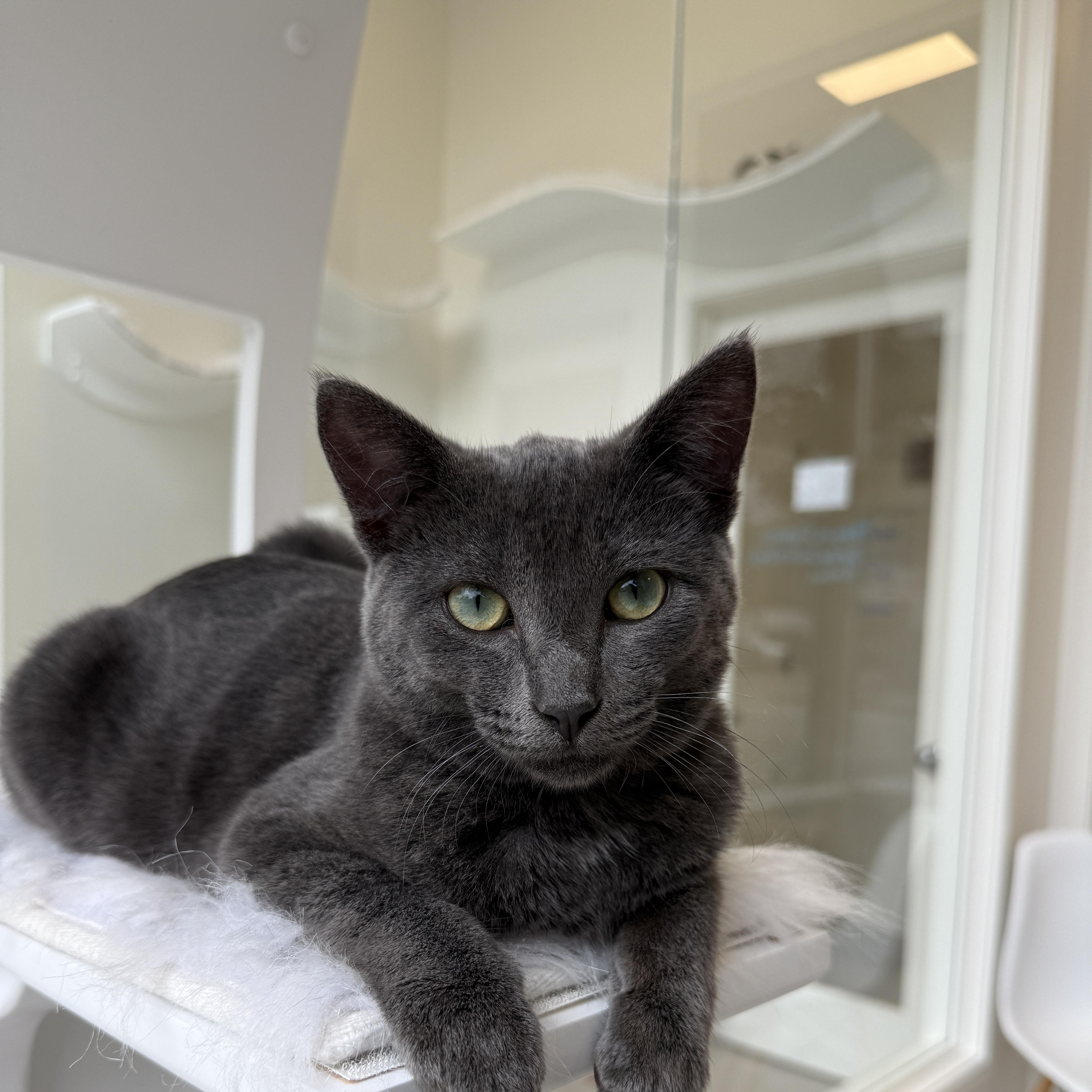 Mikey, Adoptable, Kitten Male Domestic Short Hair.