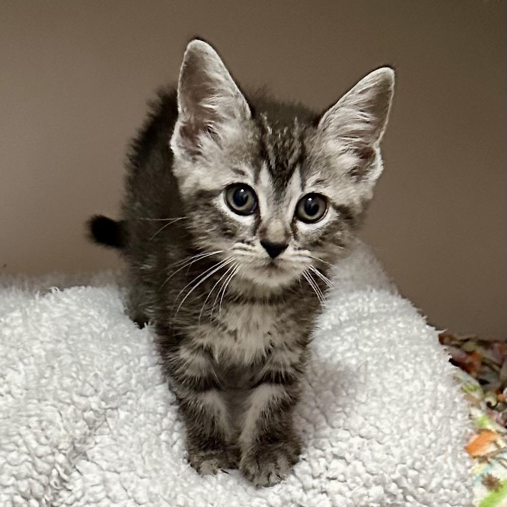 Enlarge Donut, a Adoptable Domestic Medium Hair in Lexington, KY image 1/1