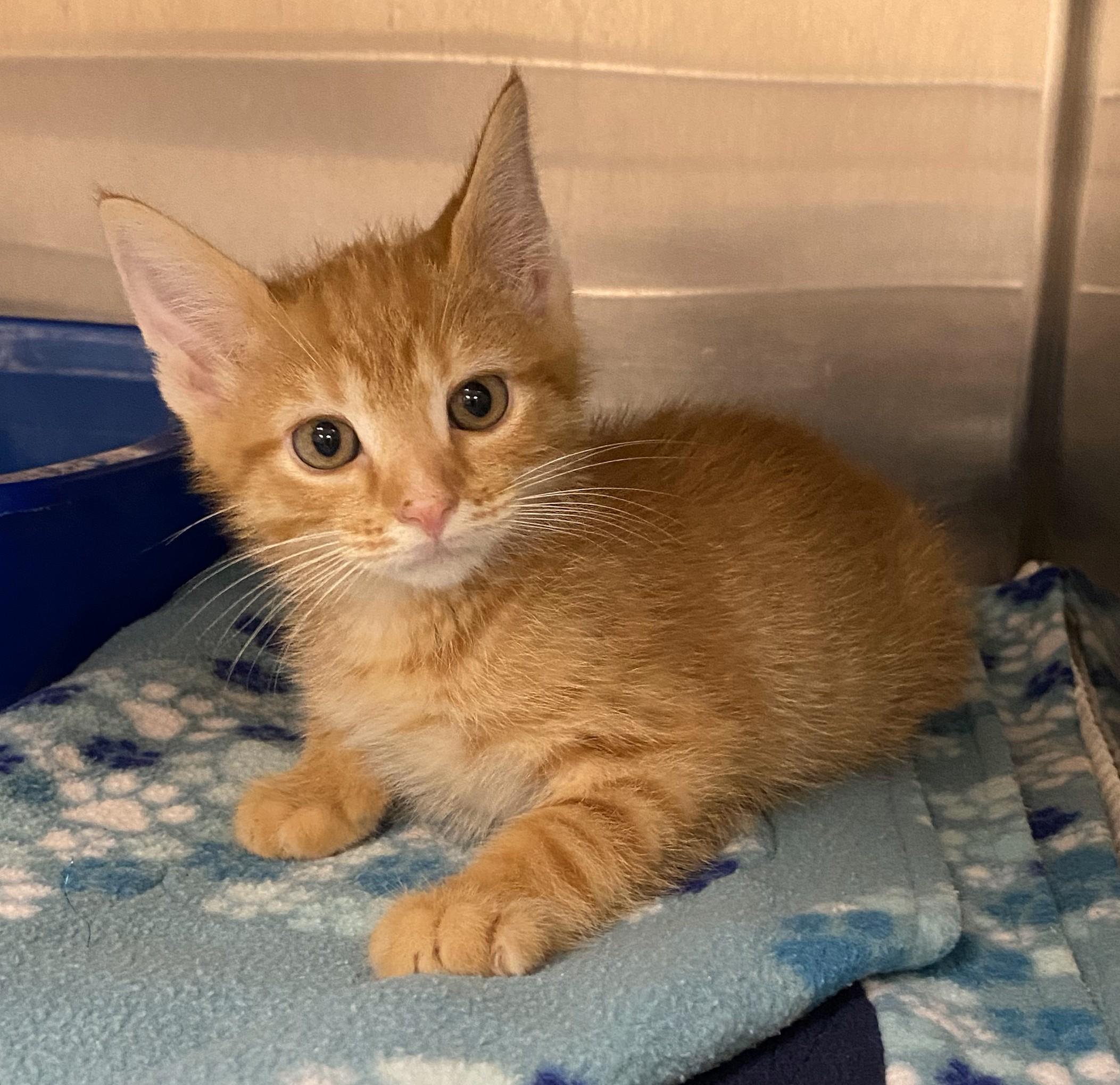 Felix the Fixer, an adoptable Domestic Short Hair in Normal, IL_image-1