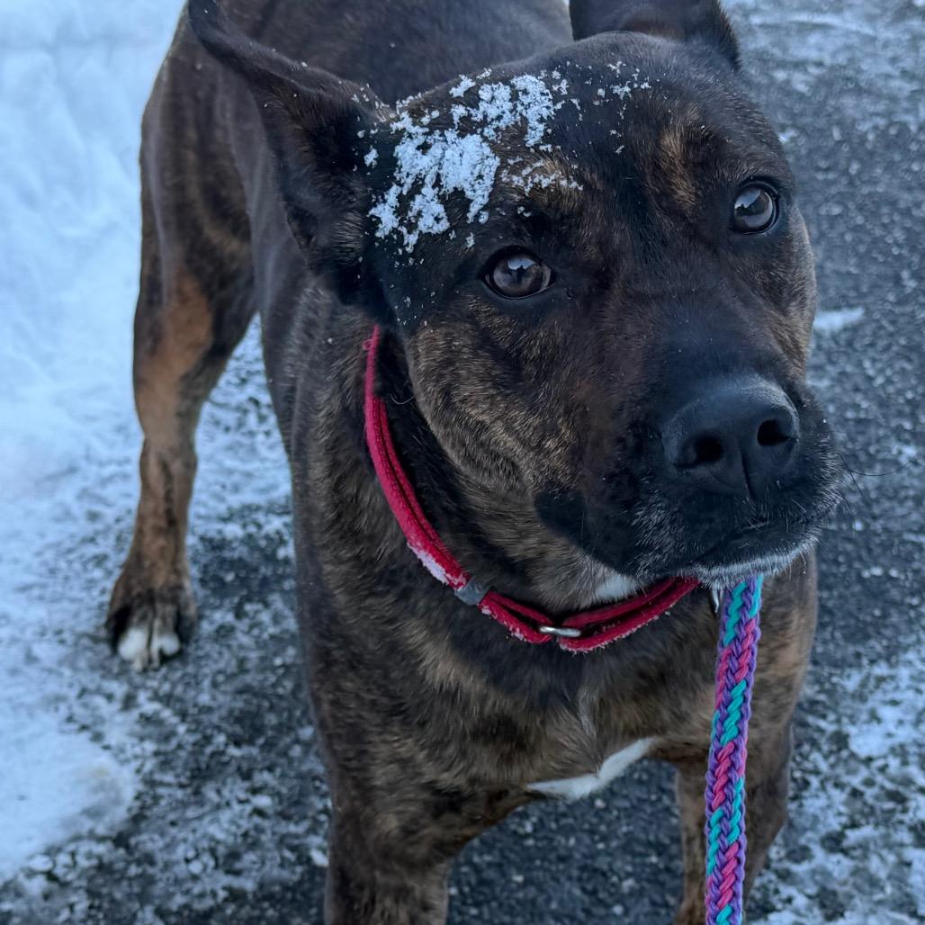 Eloise, Adoptable, Adult Female Boxer & American Staffordshire Terrier.