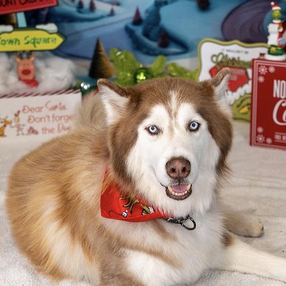 Copper, a Adoptable mixed breed in Aberdeen, NC image 1/6