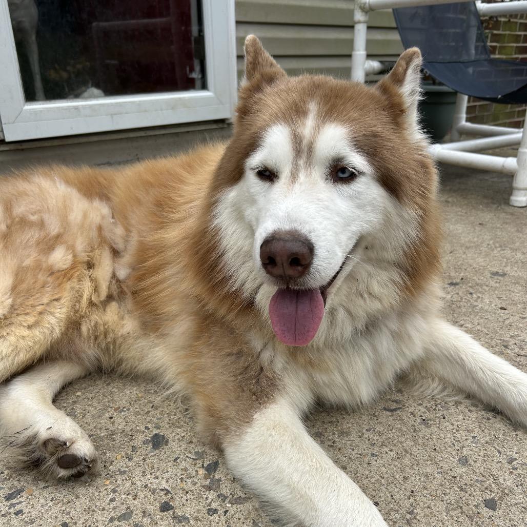 Copper, a Adoptable mixed breed in Aberdeen, NC image 2/6