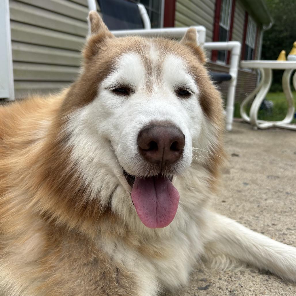 Copper, a Adoptable mixed breed in Aberdeen, NC image 3/6