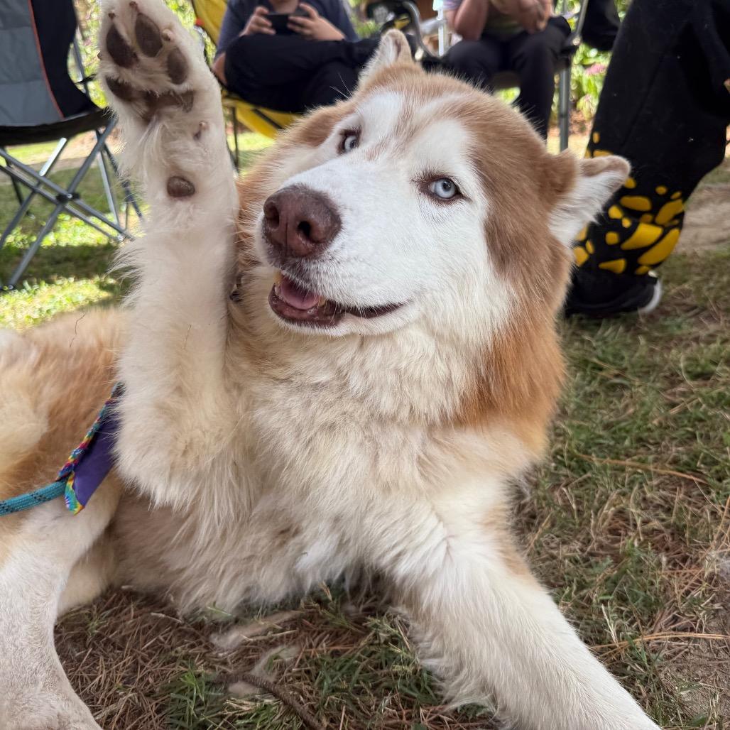 Enlarge Copper, a Adoptable mixed breed in Aberdeen, NC image 2/6