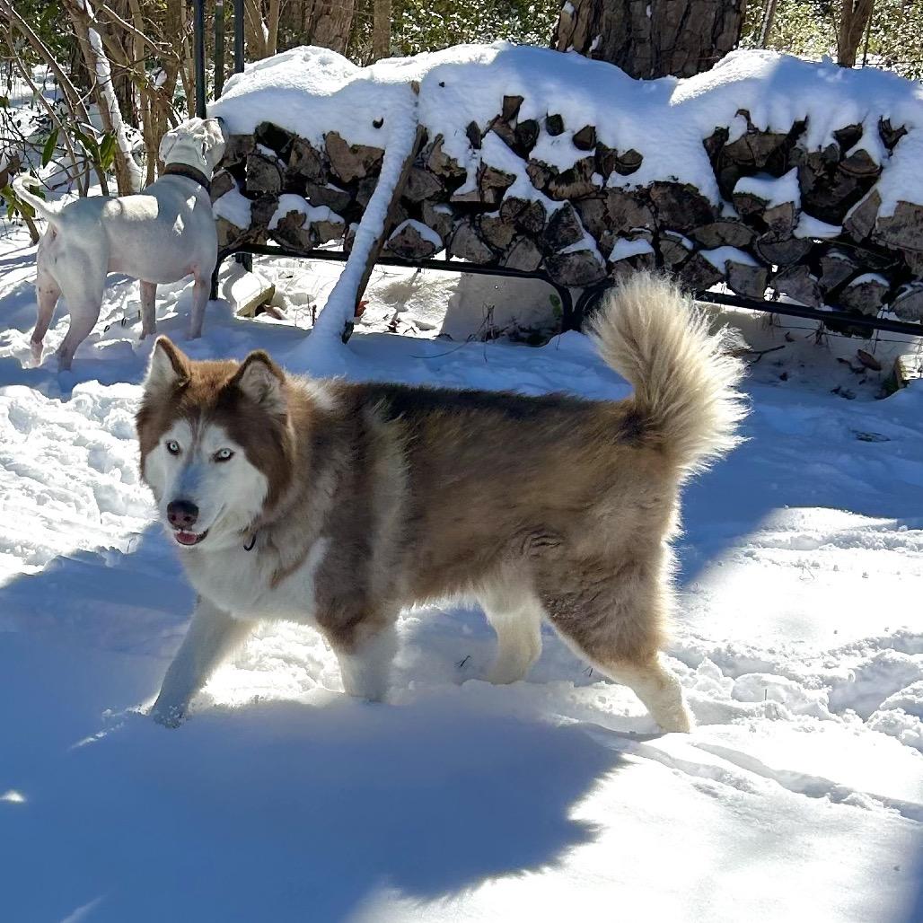 Copper, a Adoptable mixed breed in Aberdeen, NC image 2/6