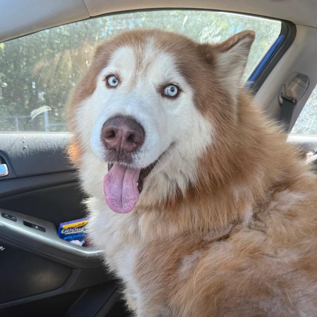 Copper, a Adoptable mixed breed in Aberdeen, NC image 5/6
