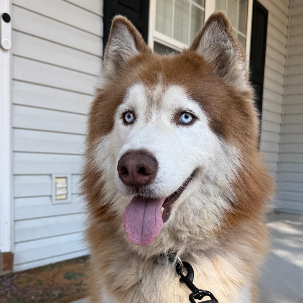 Copper, a Adoptable mixed breed in Aberdeen, NC image 6/6