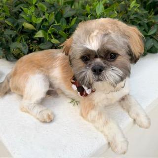 Enlarge MICAH, a ADOPTABLE mixed breed in Santa Monica, CA image 2/3