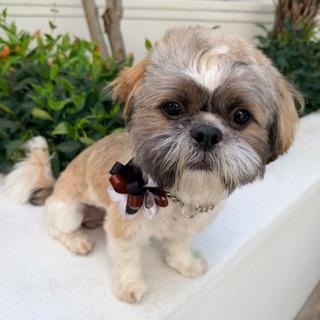 Enlarge MICAH, a ADOPTABLE mixed breed in Santa Monica, CA image 3/3