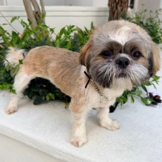 Enlarge MICAH, a ADOPTABLE mixed breed in Santa Monica, CA image 1/3