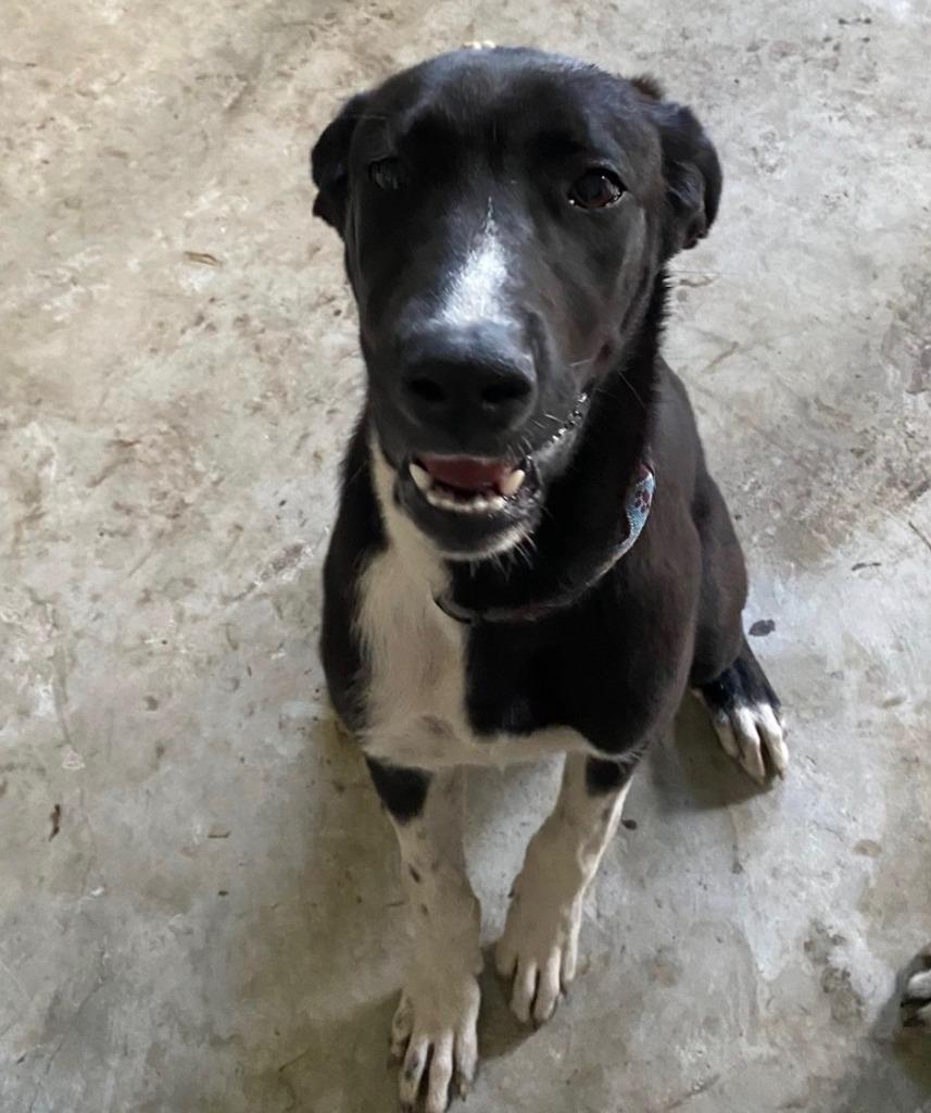 Enlarge FAITH, a Adoptable mixed breed in Palm City, FL image 1/2