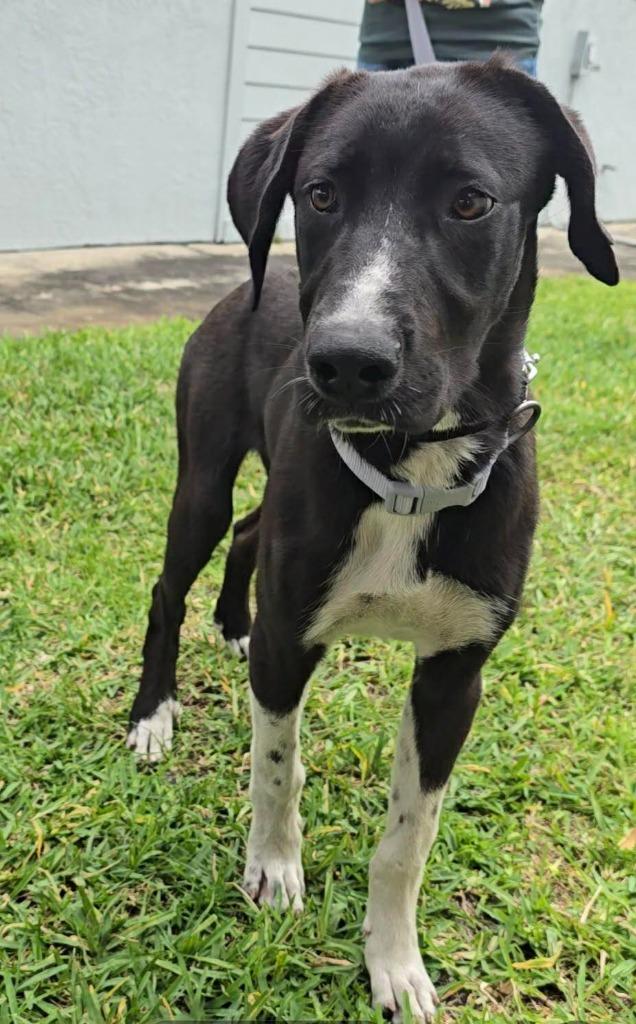 Enlarge FAITH, a Adoptable mixed breed in Palm City, FL image 2/2