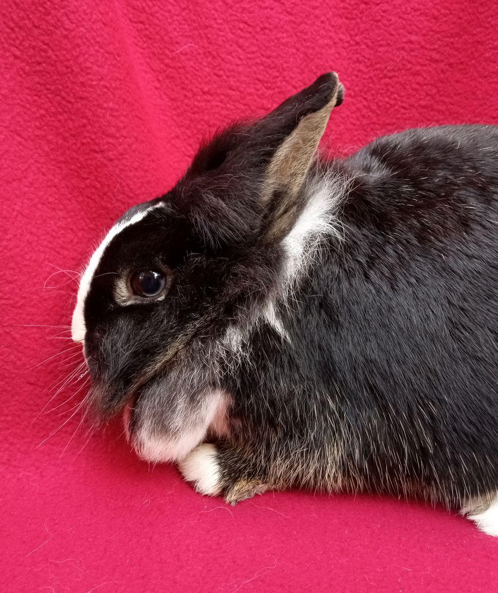 Enlarge Malinda, a Adoptable mixed breed in Goleta, CA image 1/2
