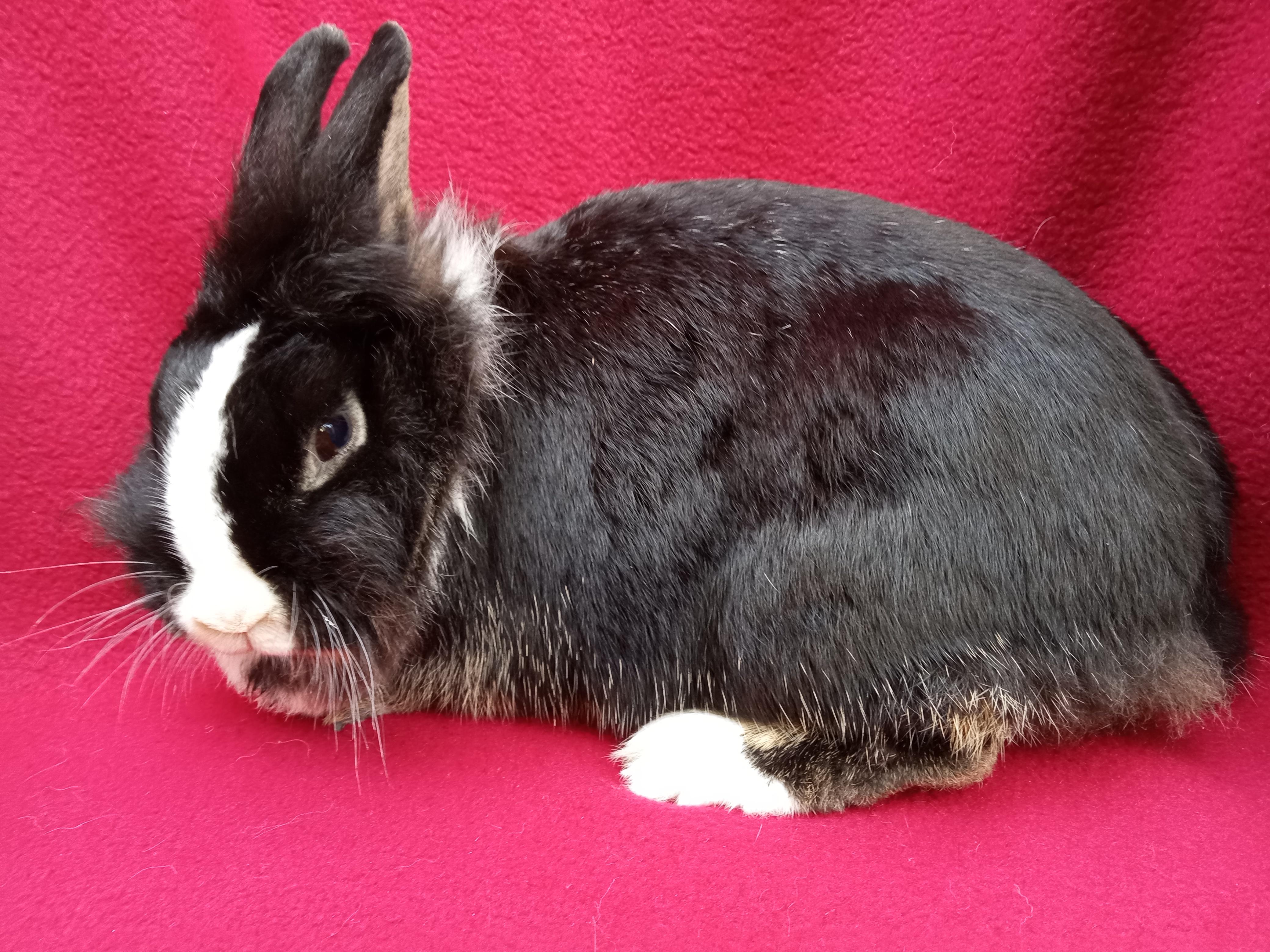 Enlarge Malinda, a Adoptable mixed breed in Goleta, CA image 2/2