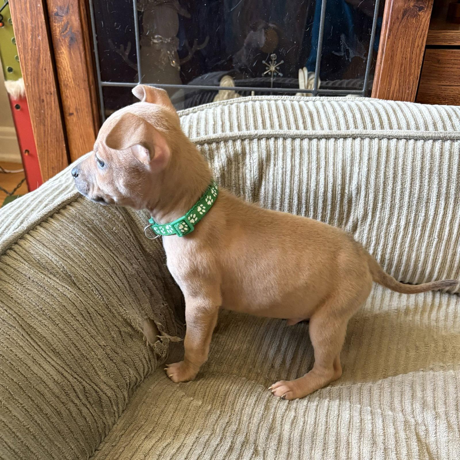 Enlarge Axle, a Adopted mixed breed in Belleville, MI image 3/3