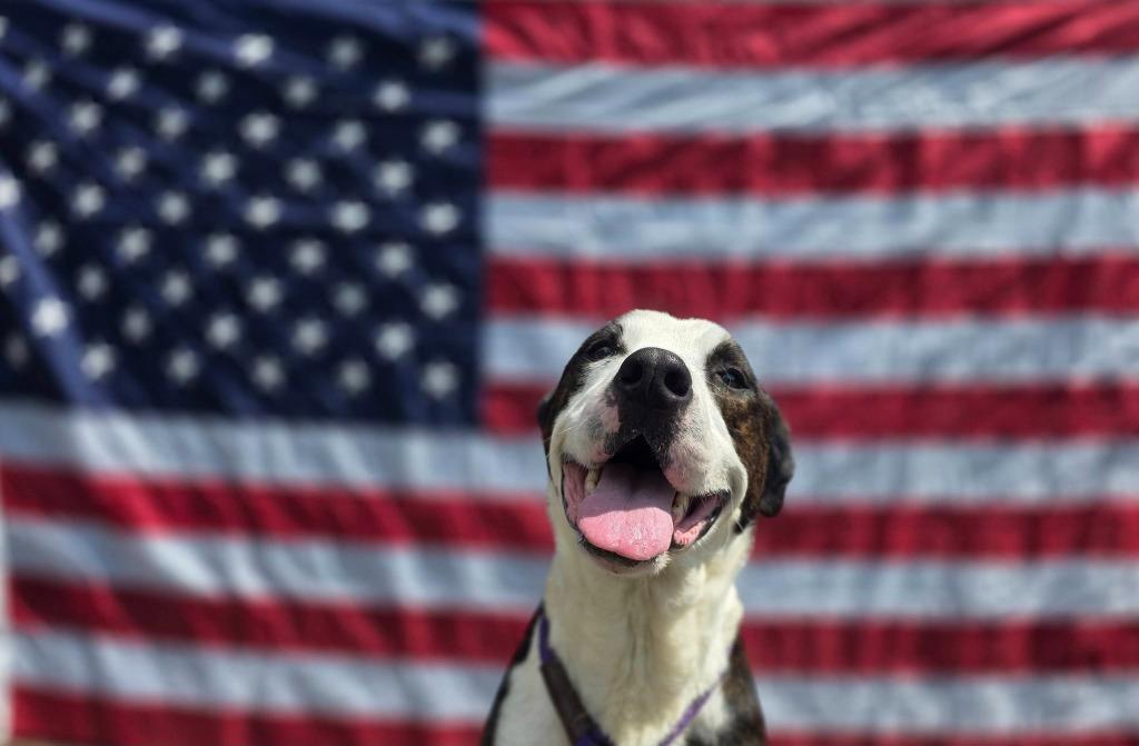 Enlarge Candy, a Adoptable mixed breed in Sprakers, NY image 1/1