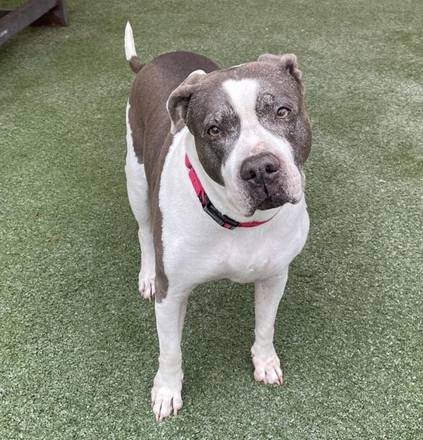 Layla Blue, Adoptable, Senior Female Pit Bull Terrier.