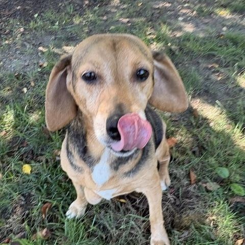 Enlarge Petunia, a Adoptable mixed breed in Dinwiddie, VA image 1/2