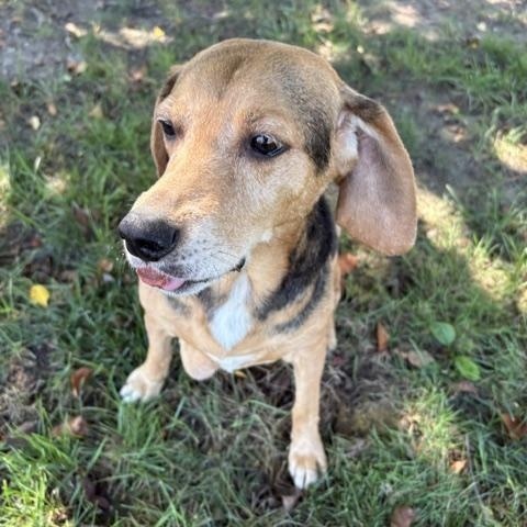 Enlarge Petunia, a Adoptable mixed breed in Dinwiddie, VA image 2/2